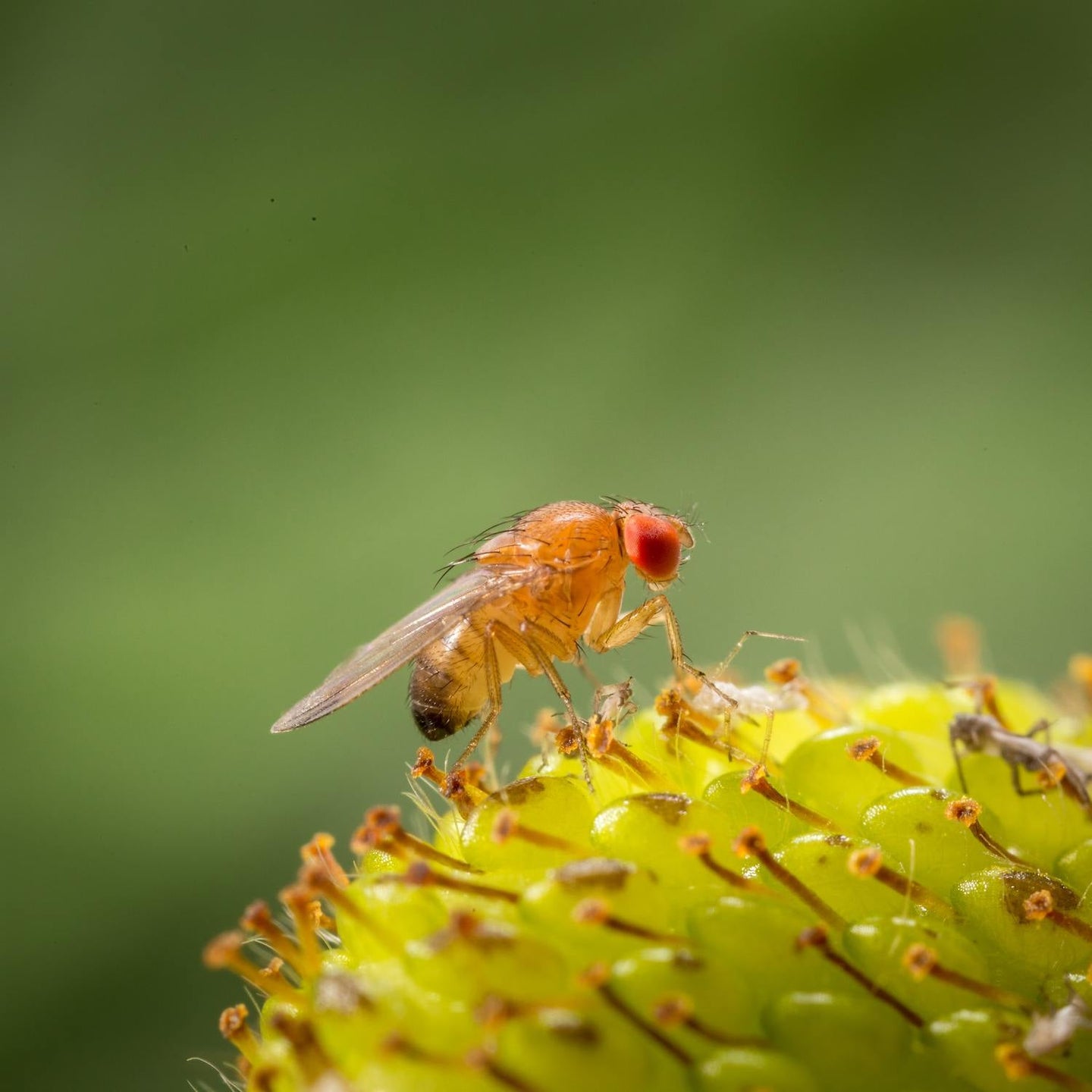 Image 331408703830 Fruchtfliegen fangen und vorbeugen: Unsere besten Tipps!