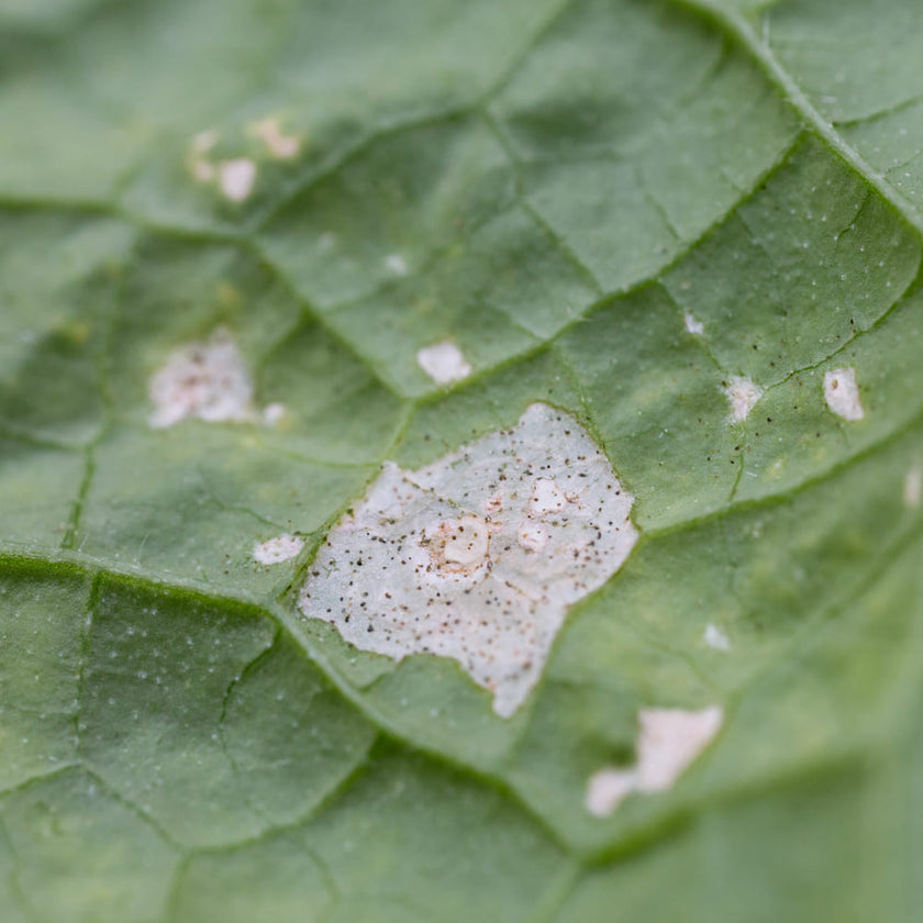 Image 348110913878 Zimmerpflanzen vor Thripsen schützen: Natürliche Lösungen im Überblick