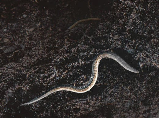 Felti-Nematoden: Kleine Helden fr Zimmerpflanzen und Garten | Insect  Heroes Deutschland