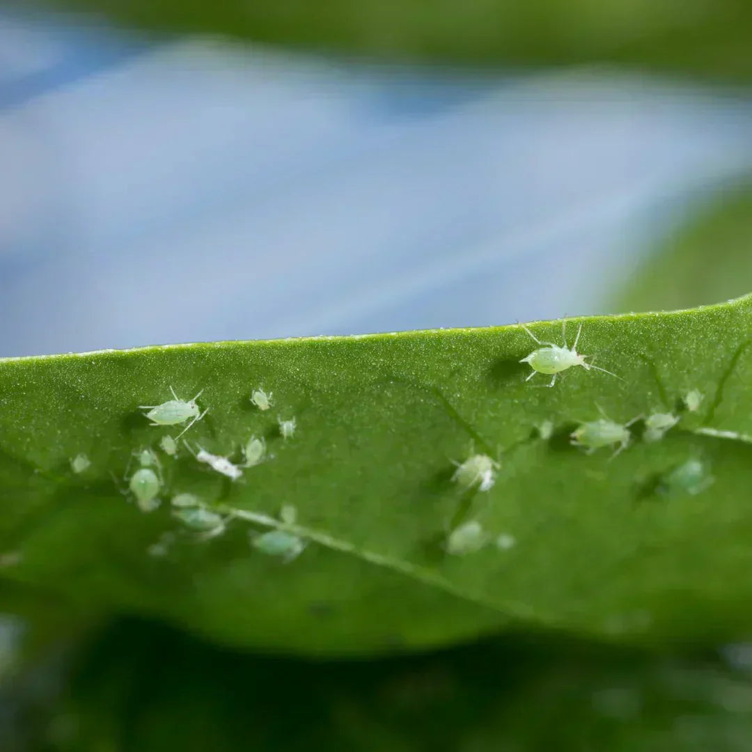 Blattluse auf deiner Pflanze entdeckt? Handle sofort! | Insect Heroes  Deutschland