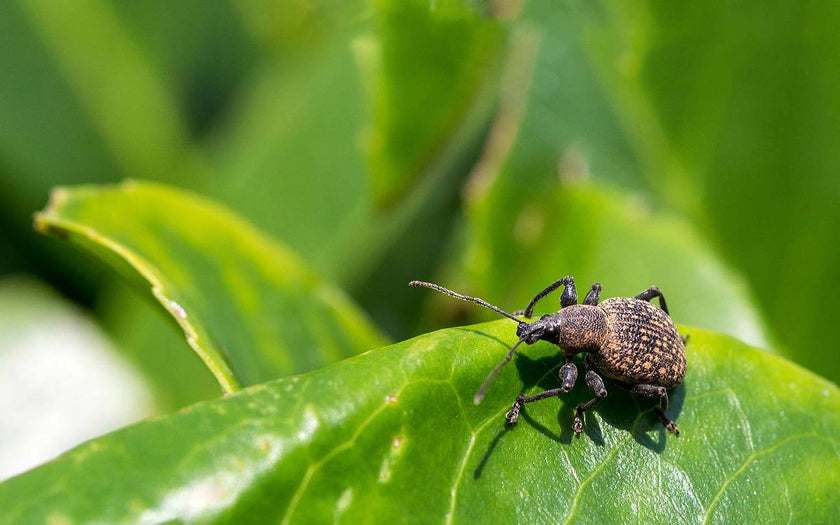 Image 347849752918 Dickmaulrüssler im Garten? So erkennst und bekämpfst du diesen ungebetenen Gast