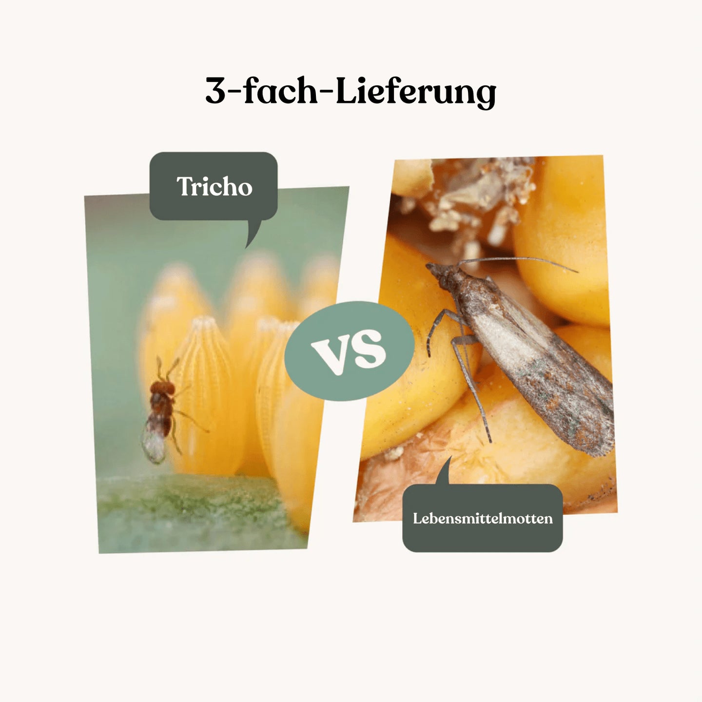 Tricho - gegen Lebensmittelmotten (3-fach-Lieferung) Tricho - gegen Lebensmittelmotten (3-fach-Lieferung)