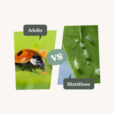 Adalia - gegen Blattläuse Adalia - gegen Blattläuse