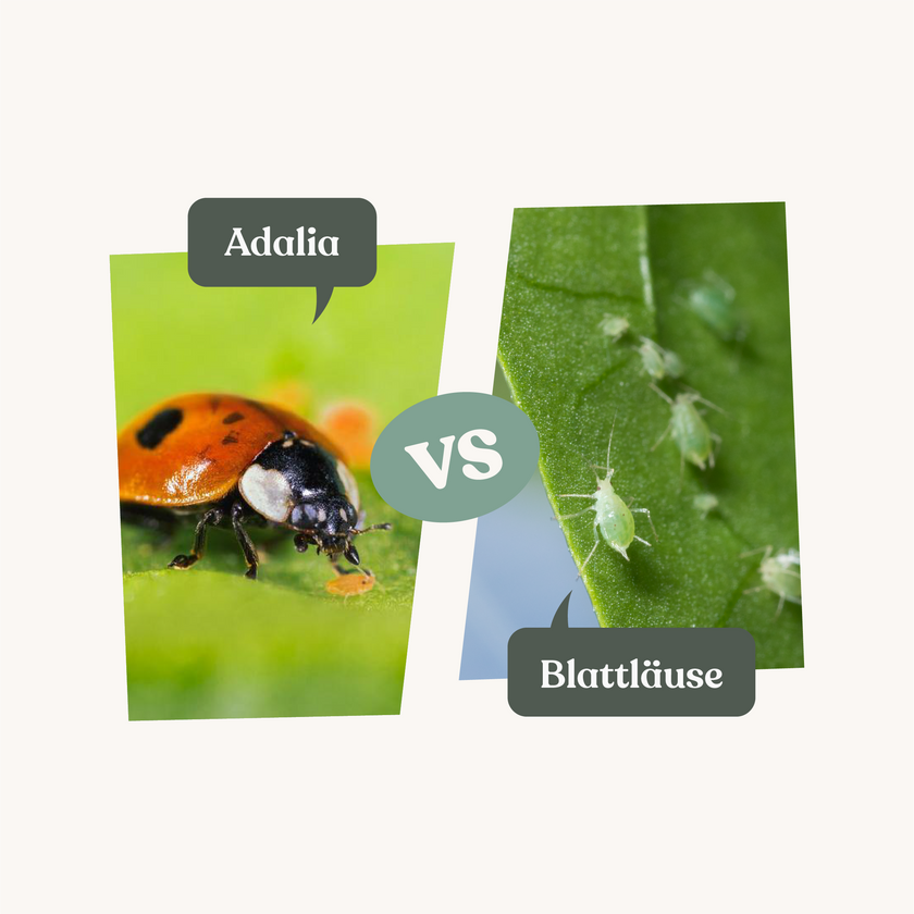 Adalia - gegen Blattläuse Adalia - gegen Blattläuse