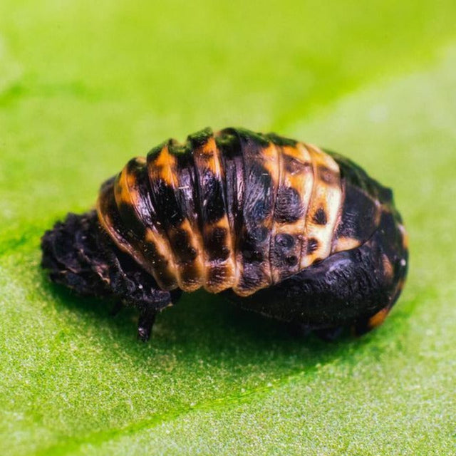 Adalia - gegen Blattläuse Adalia - gegen Blattläuse