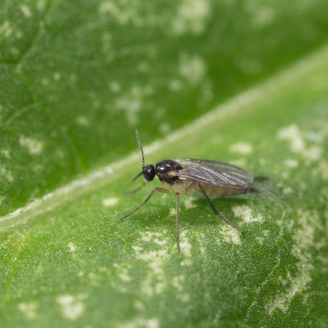 Image 47570780356950 rouwvliegje op plant macro foto
