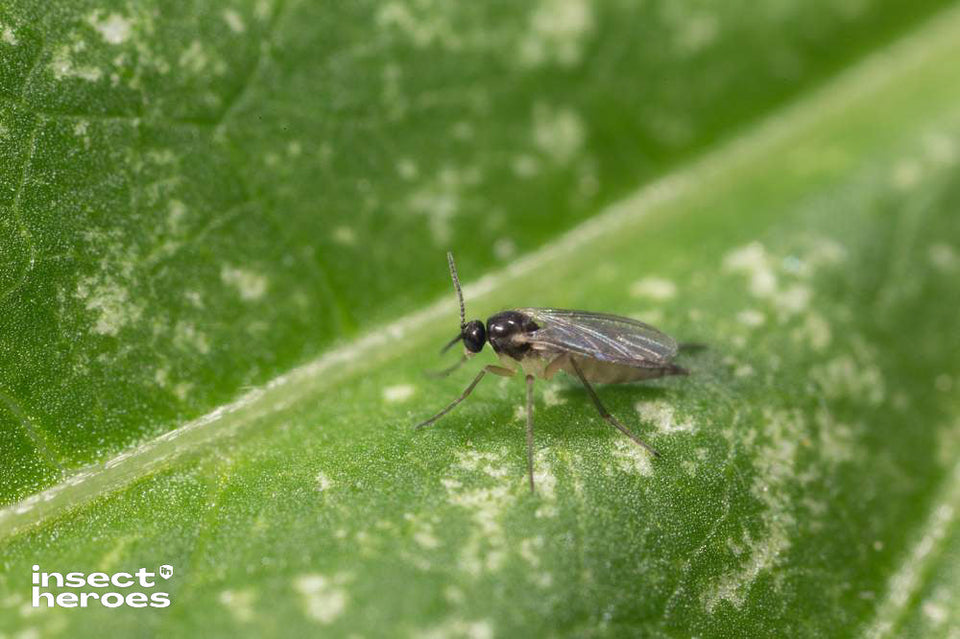 Image 47570829115734 Rouwvliegje op plant macro ingezoomd