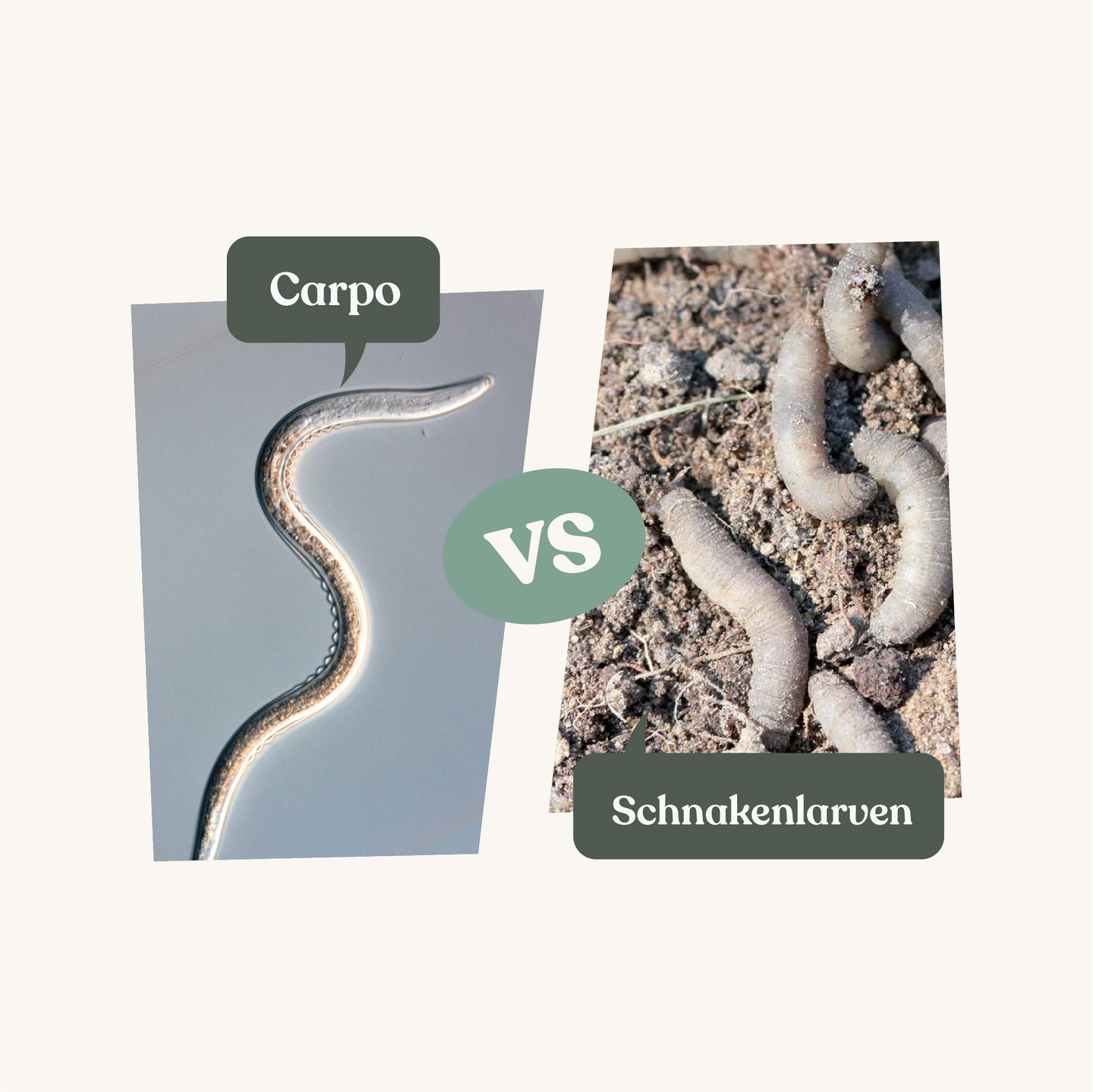 Carpo - gegen Schnakenlarven Carpo - gegen Schnakenlarven