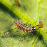gaasvlieglarve bestrijdt bladluis chrysoperla carnea gaasvlieglarve bestrijdt bladluis chrysoperla carnea
