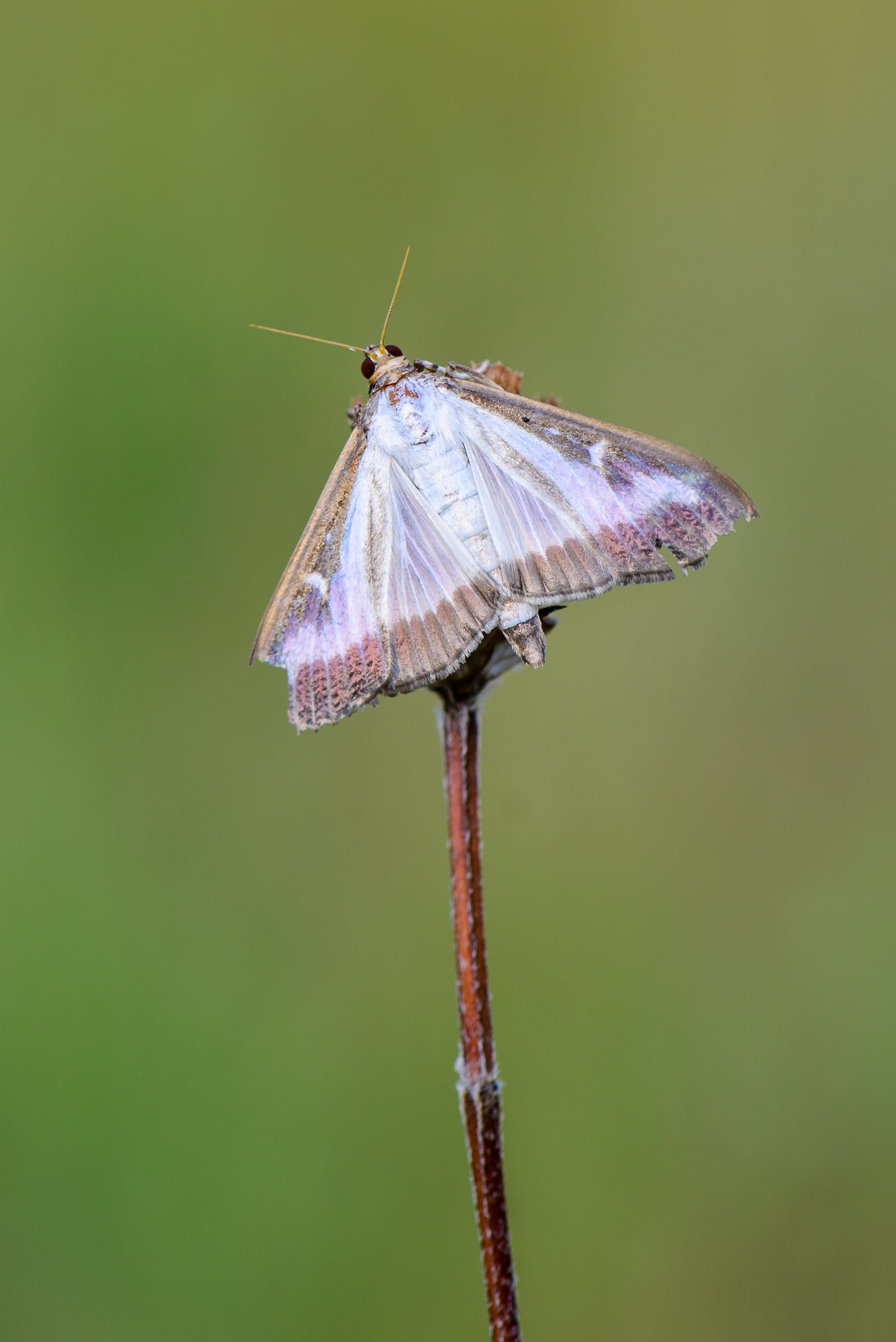 Image 47570887278934 cydalima perspectalis zilverkleurige buxusmot op takje