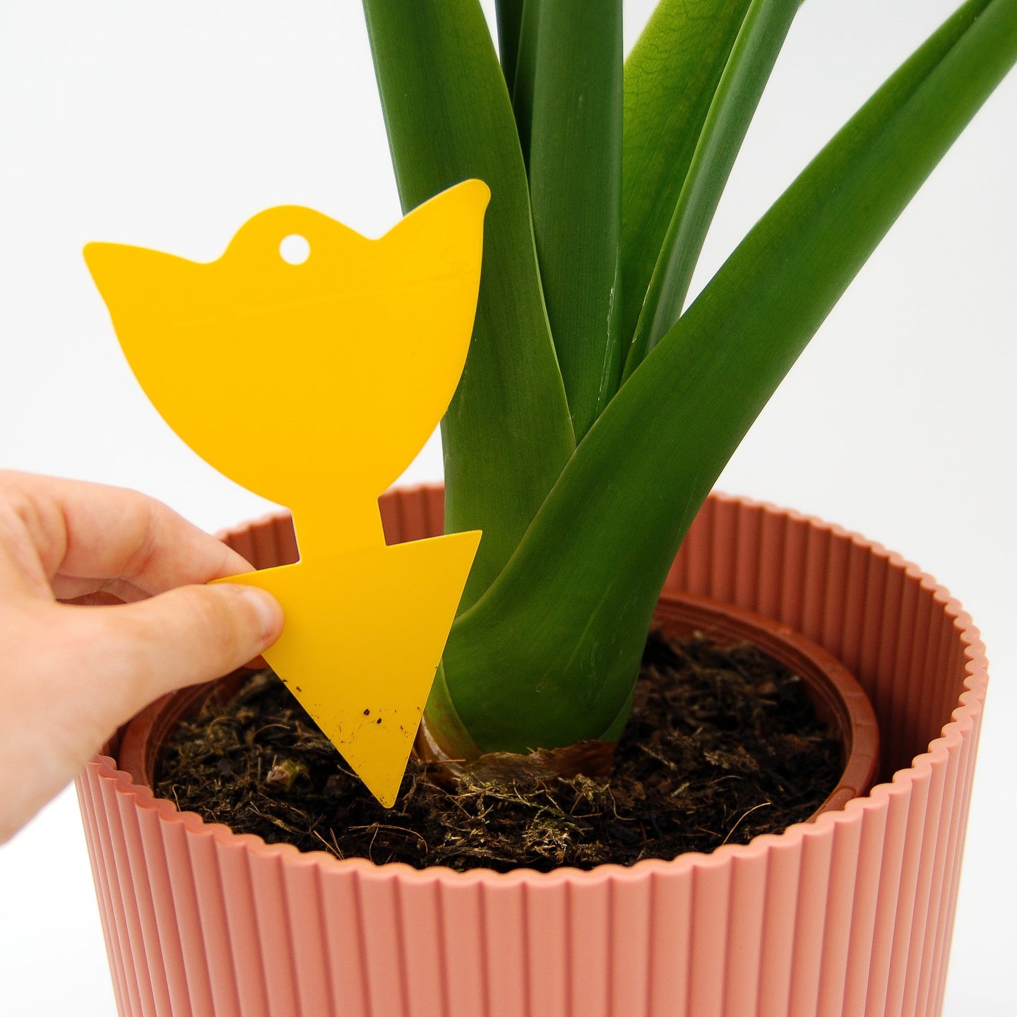 Sticky Leaf Gelb Mini - gegen Trauermücken Sticky Leaf Gelb Mini - gegen Trauermücken