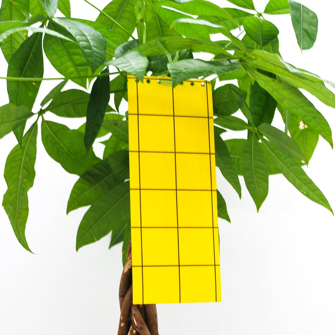 Sticky Leaf Gelb - gegen Thripse Sticky Leaf Gelb - gegen Thripse
