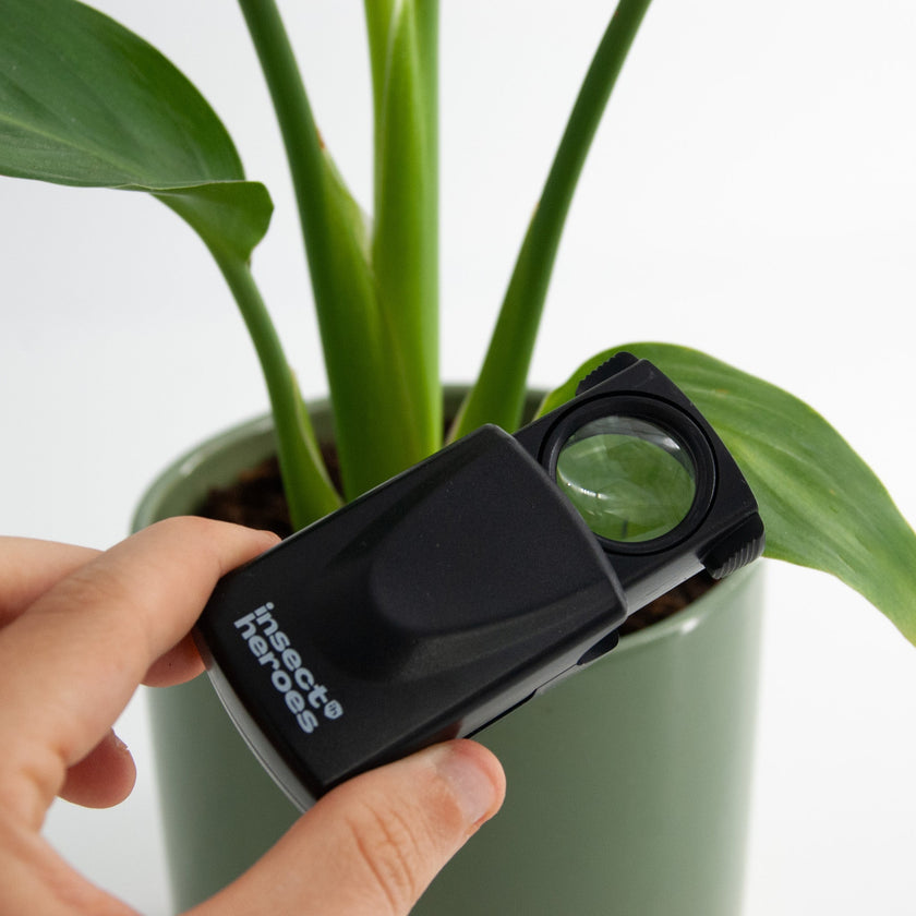 Loupe Loupe
