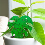 groen vangplaatje in de vorm van een monstera blad in potgrond groen vangplaatje in de vorm van een monstera blad in potgrond