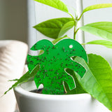 Protect Plants Deal - verhindere Schädlingsbefall Protect Plants Deal - verhindere Schädlingsbefall