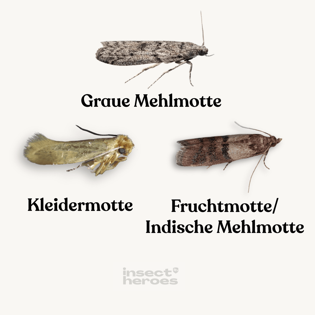 Tricho - gegen Lebensmittelmotten (3-fach-Lieferung) Tricho - gegen Lebensmittelmotten (3-fach-Lieferung)
