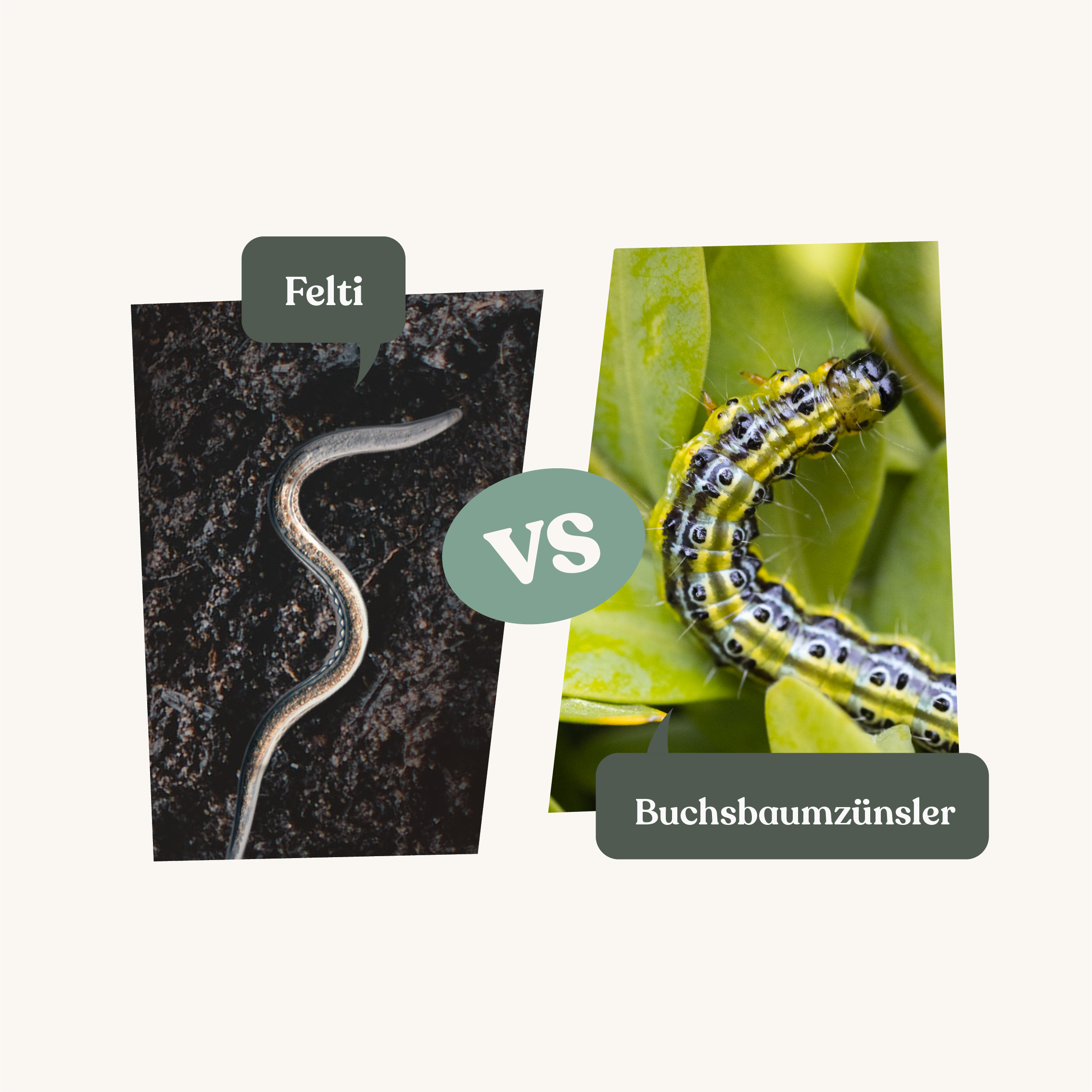 nematoden im kühlschrank aufbewahren Nematoden gegen Buchsbaumzünsler | 100% giftfrei | Frisch aus eigener Zucht