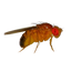 Image 48886271279446 Fruchtfliegen