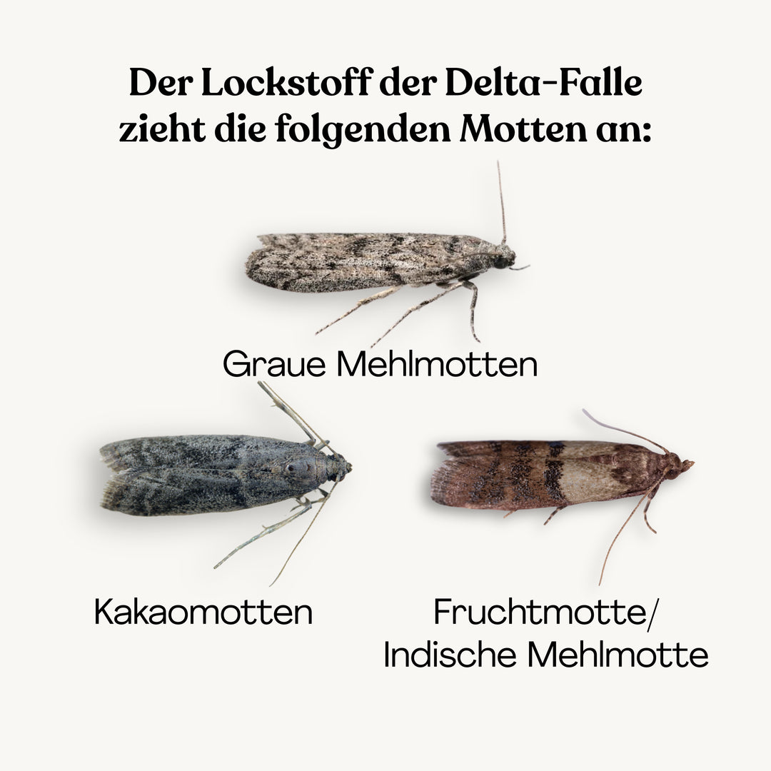 Delta-Falle und Lockstoff - gegen Lebensmittelmotten Delta-Falle und Lockstoff - gegen Lebensmittelmotten