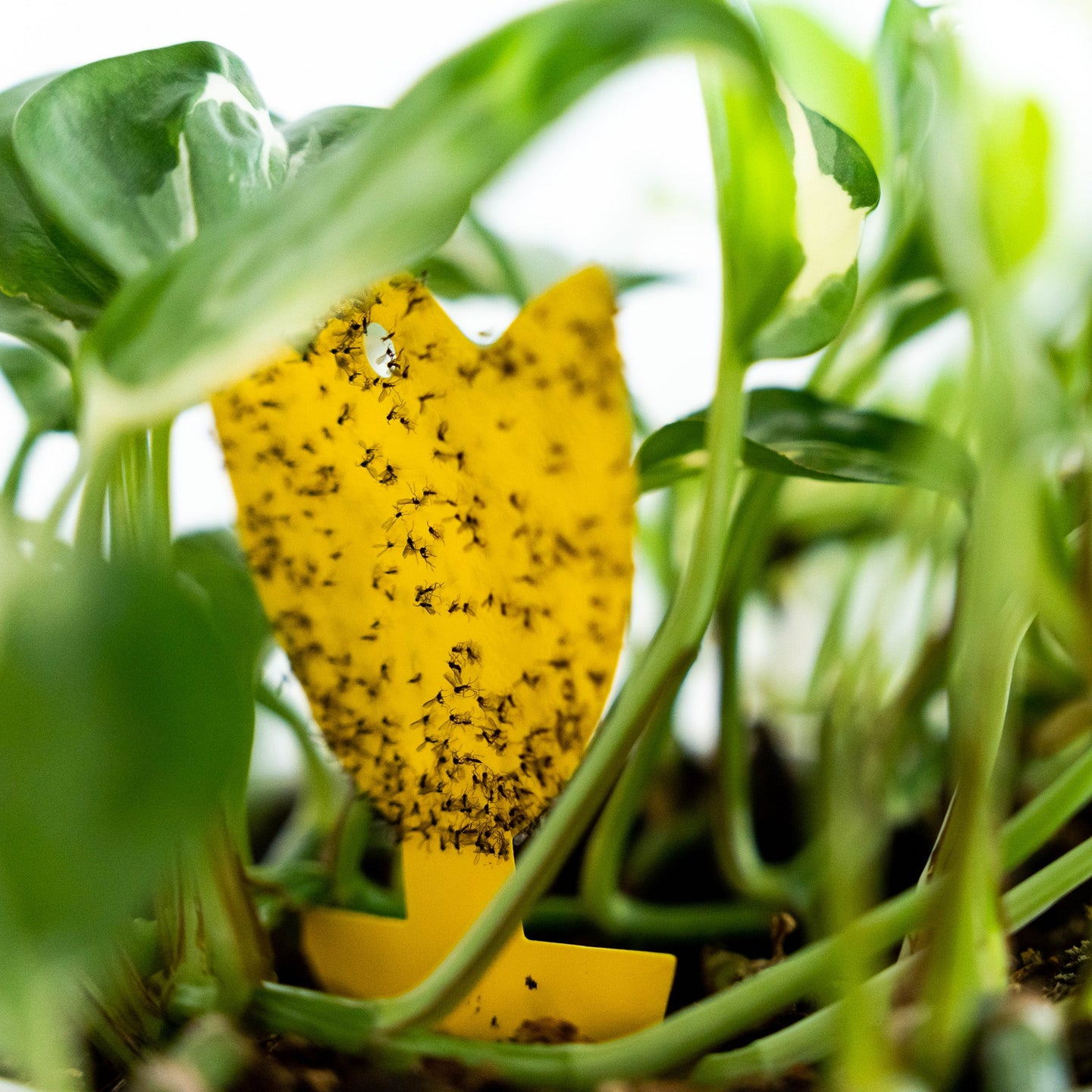 Sticky Leaf Gelb Mini - gegen Trauermücken Sticky Leaf Gelb Mini - gegen Trauermücken