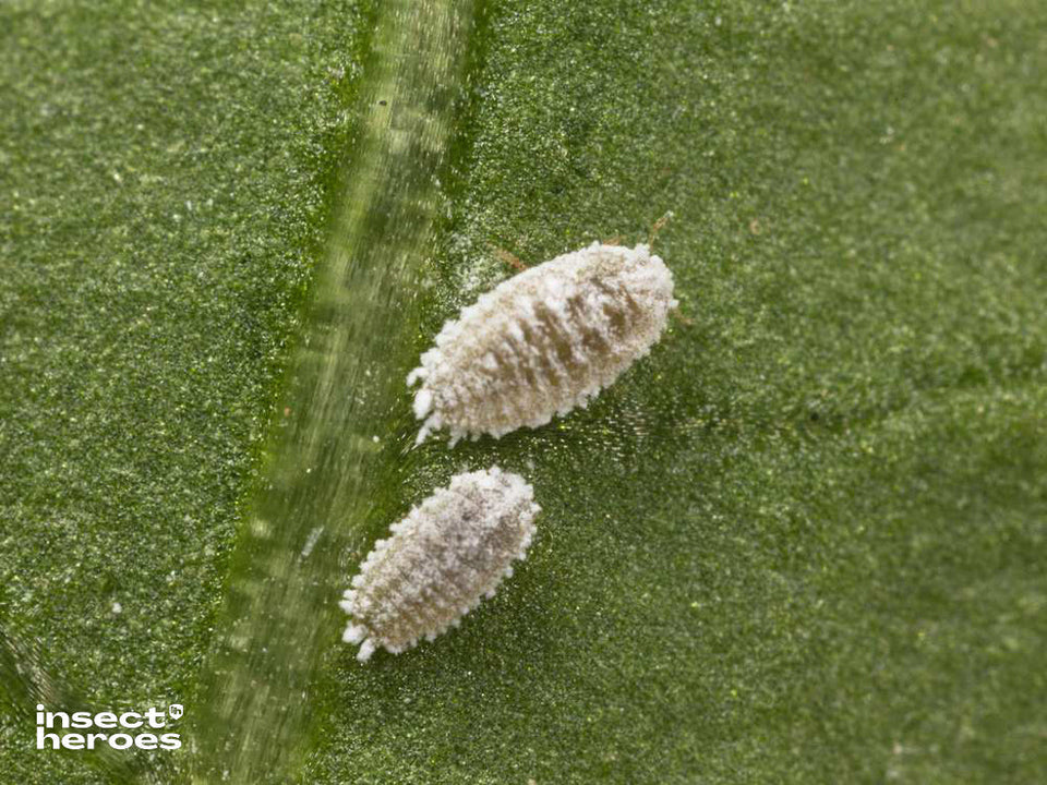 Image 47570845499734 volwassen witgekleurde wolluizen Phenacoccus solani