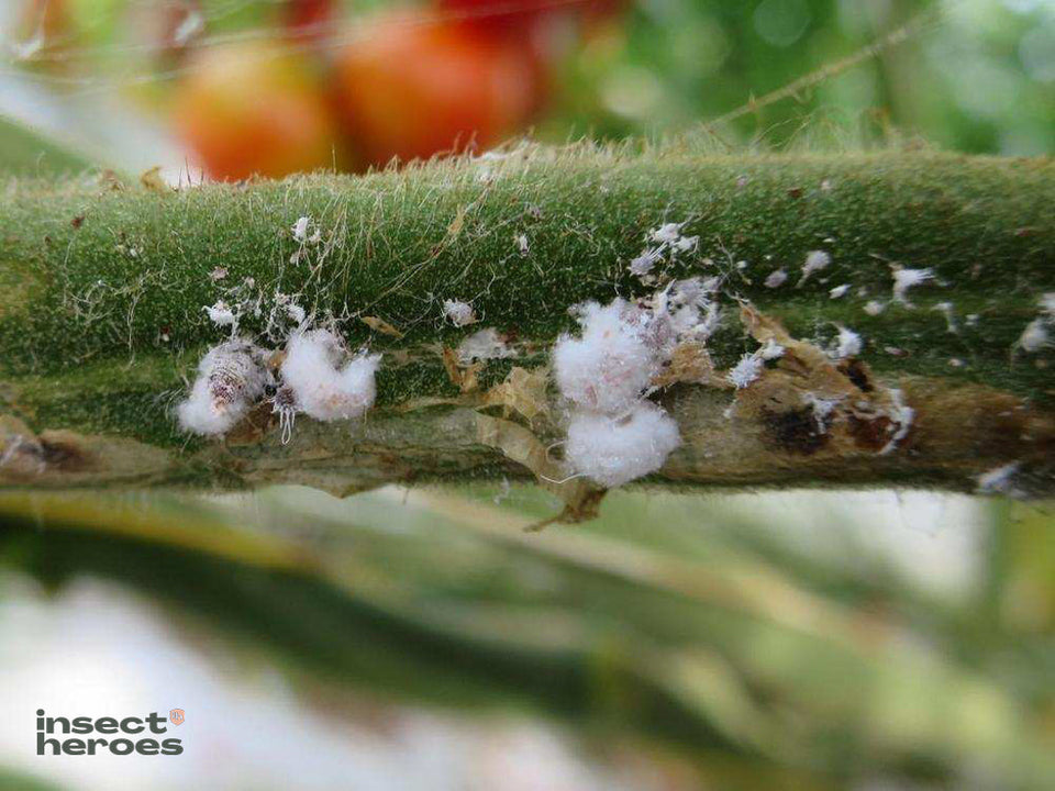 Image 47570845303126 witte pluizenbolletjes op stengel tomatenplant