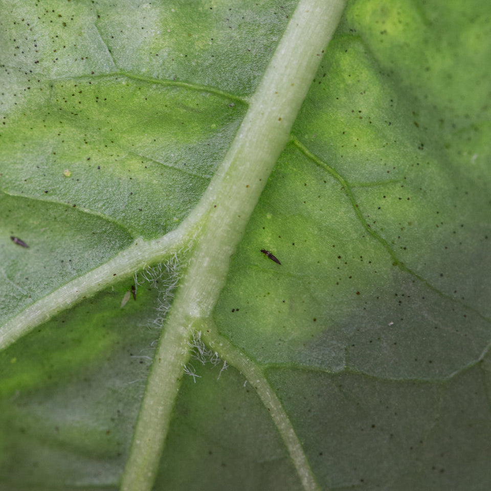 Image 47570825347414 trips op blad met schade