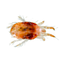 Image 48886271246678 Spinnmilben