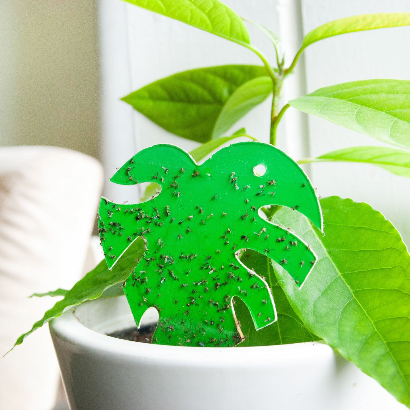 Sticky Leaf Grün Mini - gegen Trauermücken und Thripse Rouwvliegjes vangkaartje