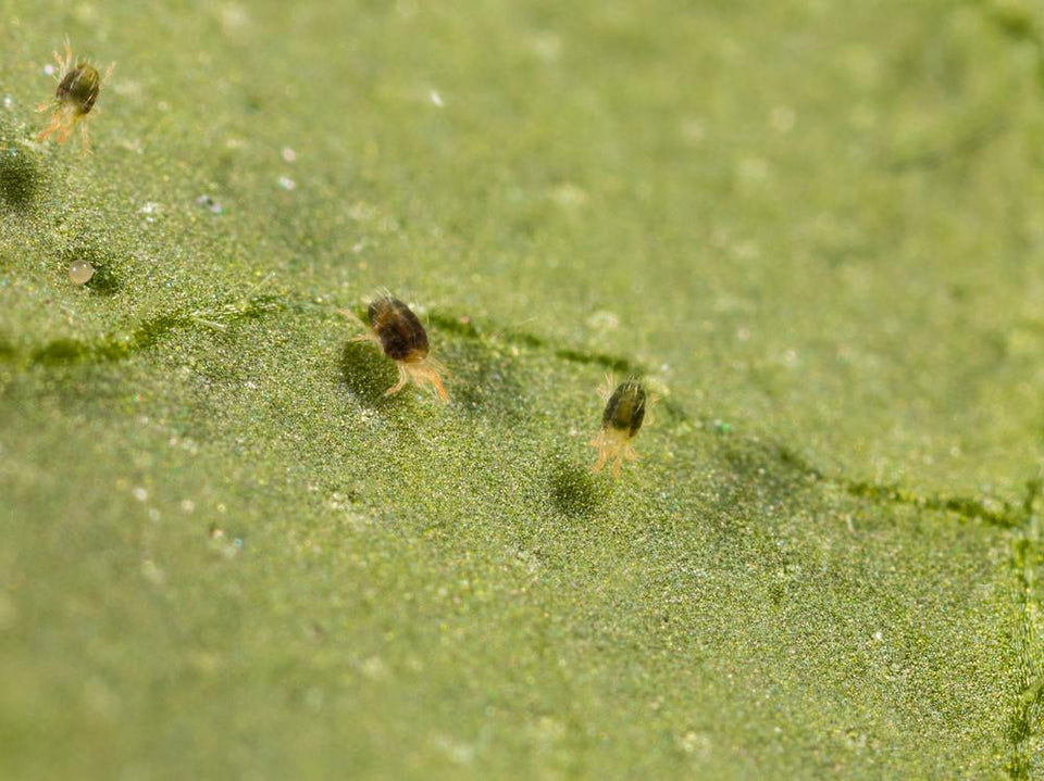 Image 47570846318934 groen gekleurde spintmijten op blad