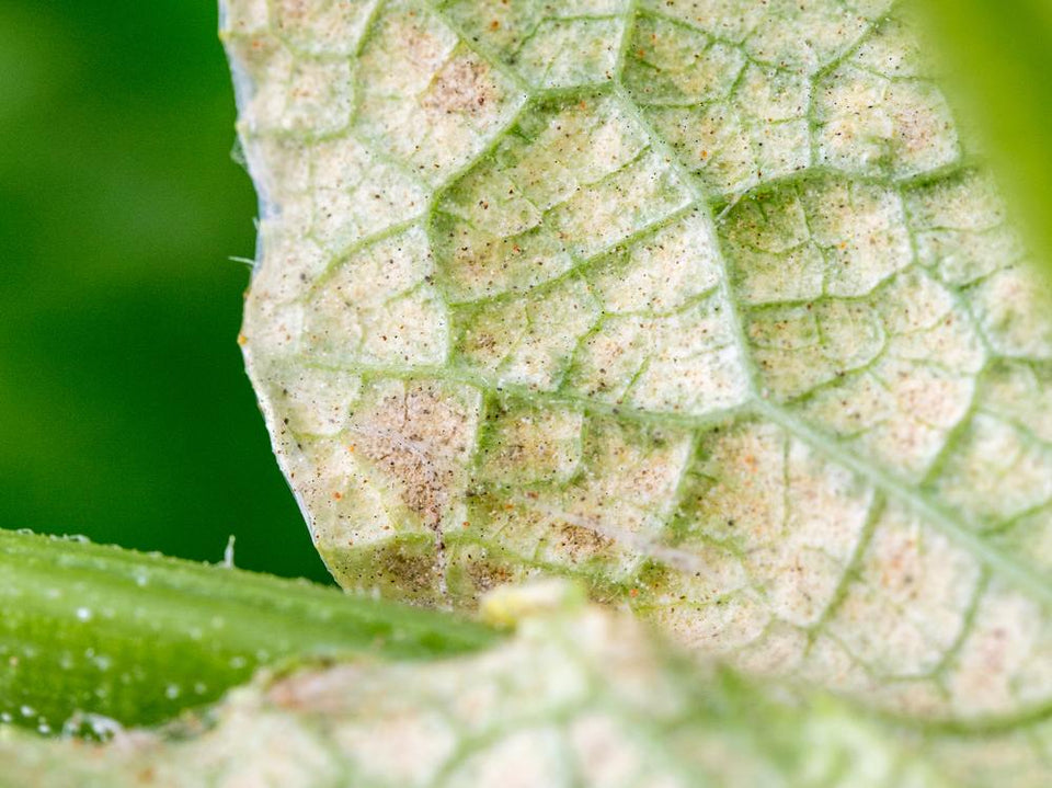 Image 47570846613846 spint schade blad gele vlekken verdroging en zwarte stipjes