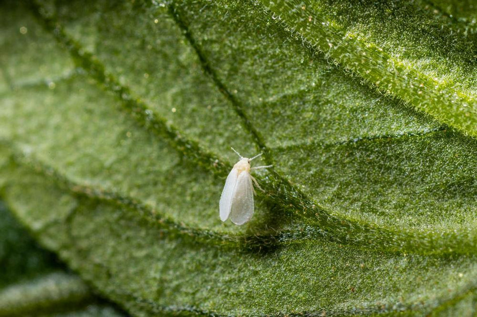 Image 47570883739990 kaswittevlieg op blad