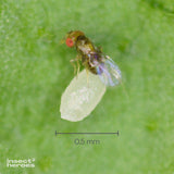 Tricho - gegen Lebensmittelmotten (3-fach-Lieferung) Tricho - gegen Lebensmittelmotten (3-fach-Lieferung)