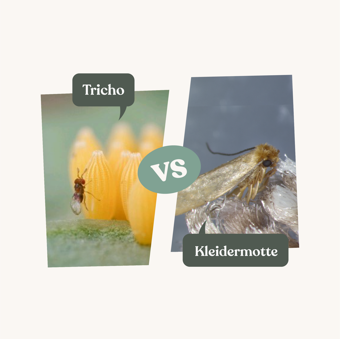 Tricho - gegen Kleidermotten Tricho - gegen Kleidermotten