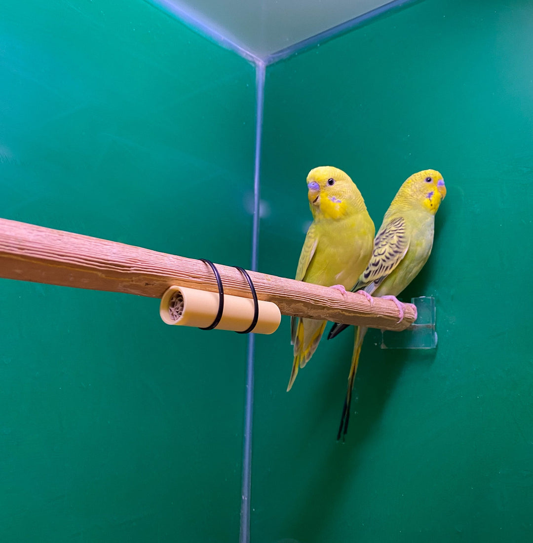 Rote Vogelmilbenfalle Rote Vogelmilbenfalle