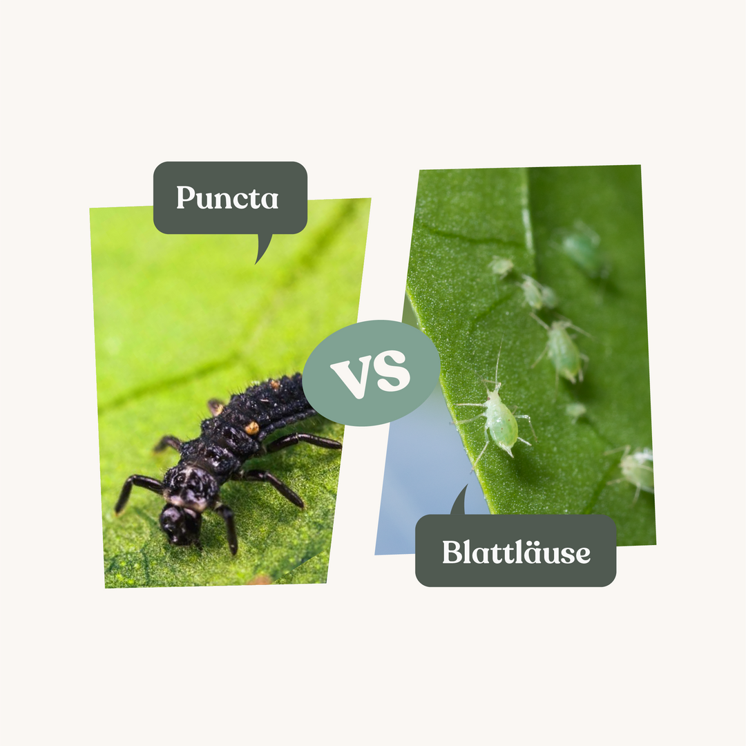 Puncta - gegen Blattläuse Puncta - gegen Blattläuse