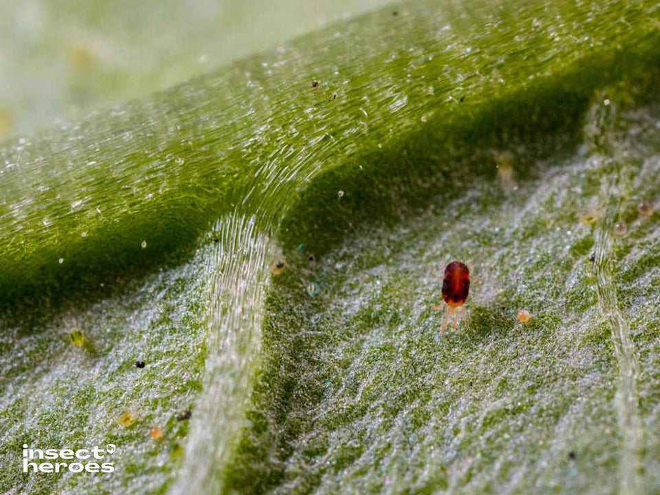 Image 47570846089558 macro foto van roodgekleurde kasspintmijt op blad