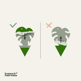 Jungle Deal - gegen Trauermücken Jungle Deal - gegen Trauermücken