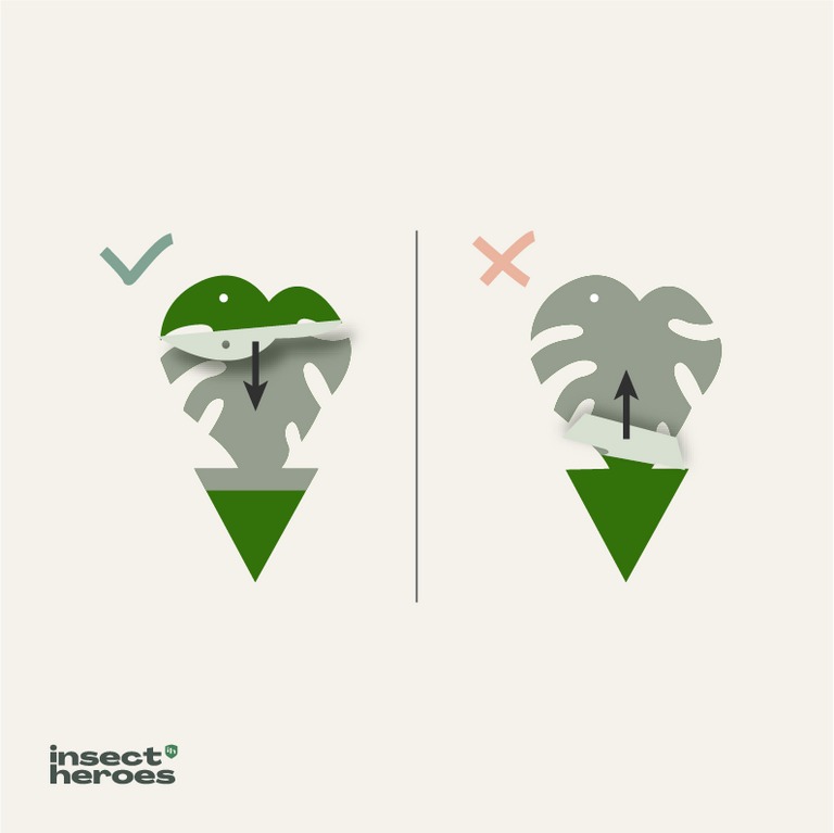Jungle Deal - gegen Trauermücken Jungle Deal - gegen Trauermücken