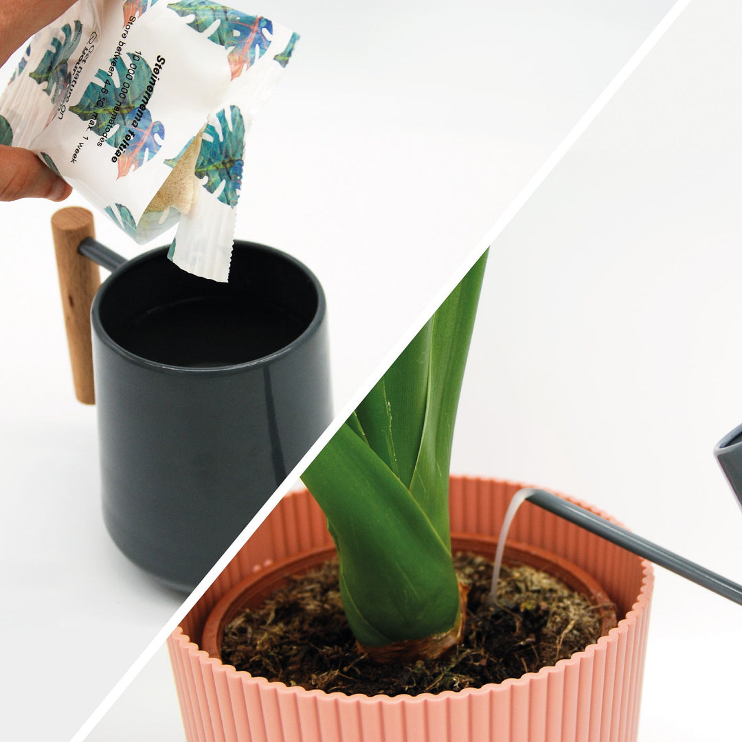 Protect Plants Deal - verhindere Schädlingsbefall Protect Plants Deal - verhindere Schädlingsbefall
