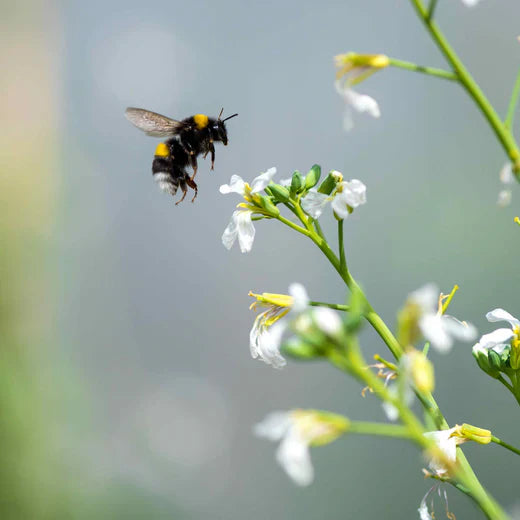 Wozu sind Insekten gut?