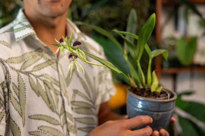 So bleiben deine Zimmerpflanzen am Leben