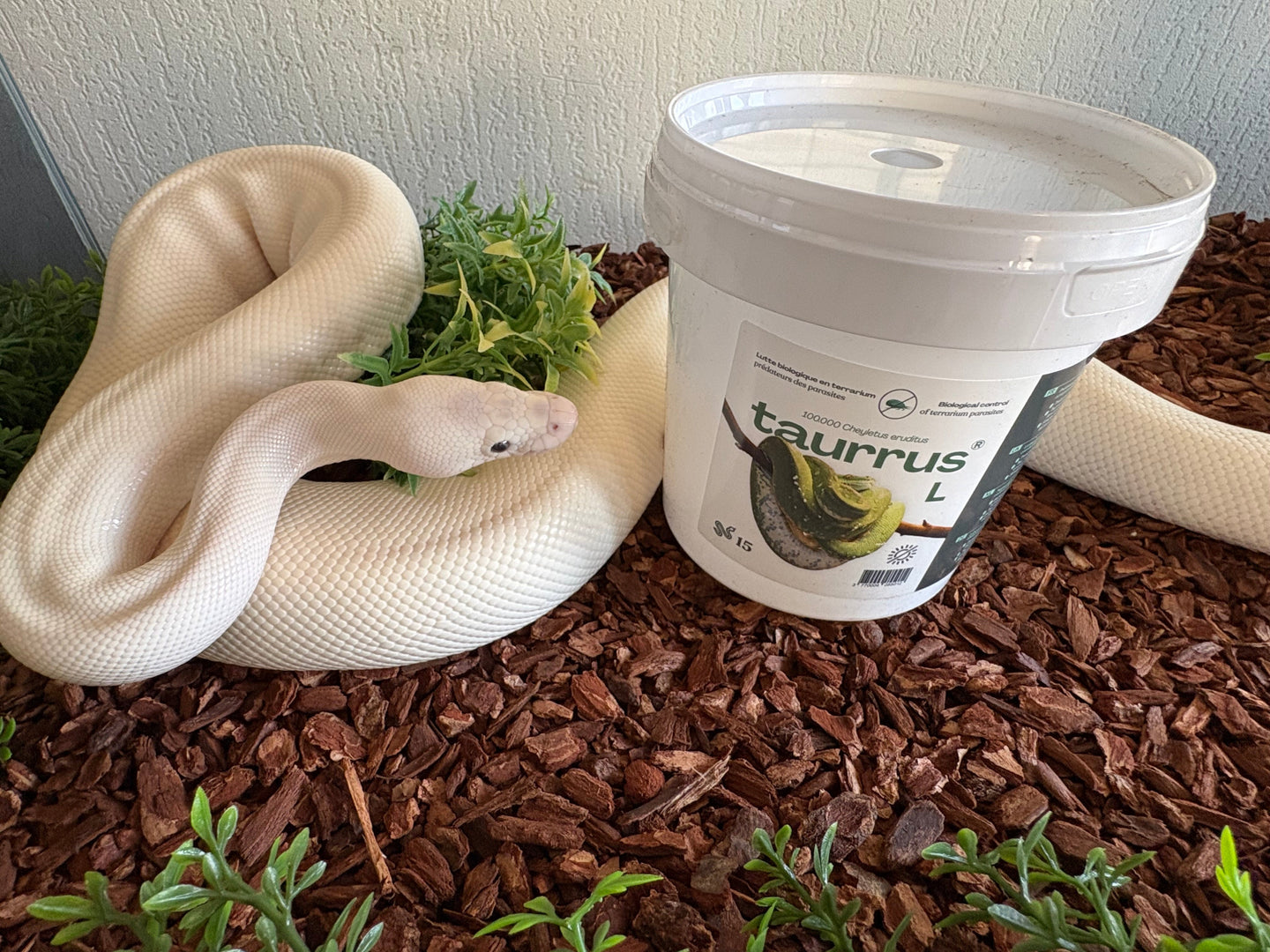 Hilfe! Meine Schlange hat Milben!