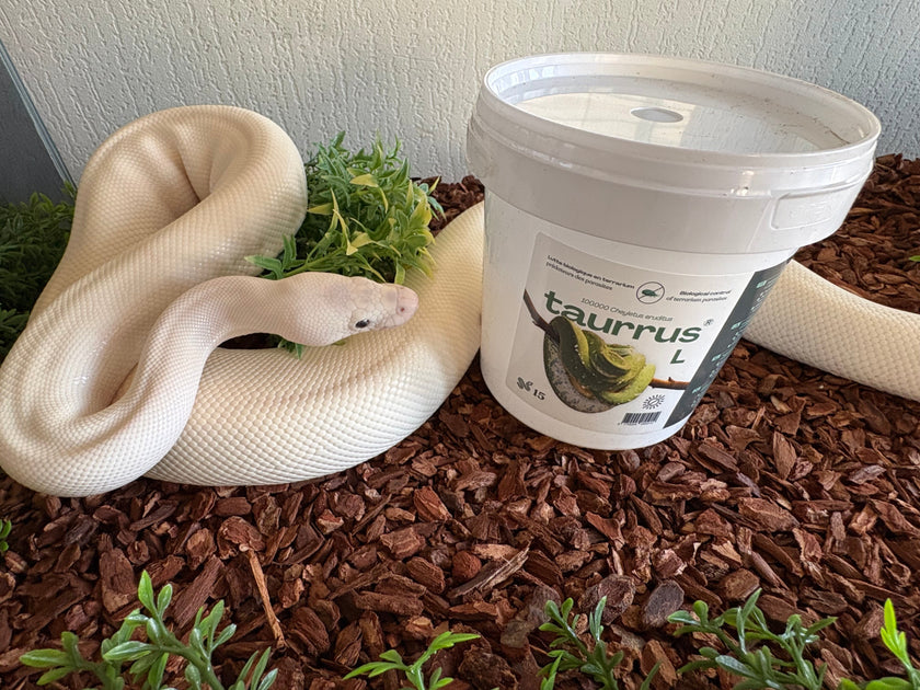 Hilfe! Meine Schlange hat Milben!