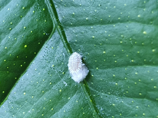 Der ultimative Leitfaden bei Wollläusen