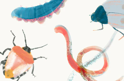 Jede Insektenart hat ihre Wirkung