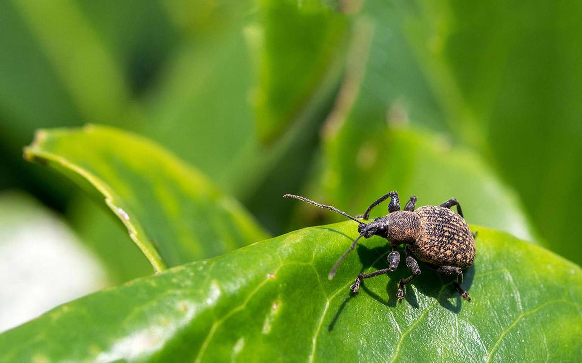 Dickmaulrüssler im Garten? So erkennst und bekämpfst du diesen ungebetenen Gast