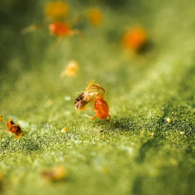 Phytoseiulus oder Californicus: Welche Raubmilbe wählst du gegen Spinnmilben?
