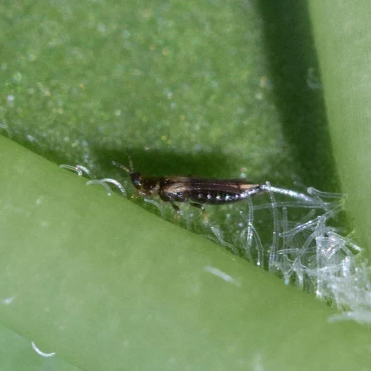 Thripse biologisch bekämpfen: Das geht!