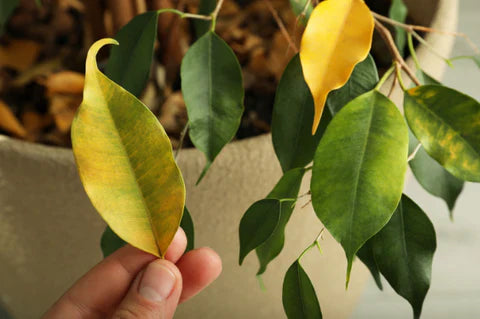 Gelbe und braune Blätter bei Zimmerpflanzen: So kannst du das verhindern